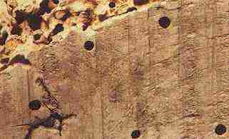 Image of Death Watch beetle flight holes.