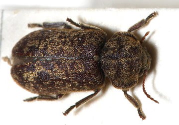 Image of an adult Death Watch beetle.