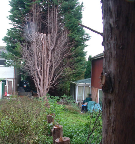 Image of tall trees.