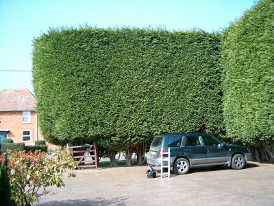 Image of a high hedge.