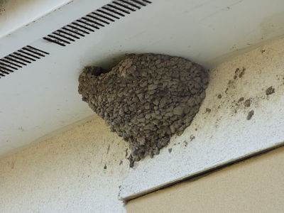 Image of a swallows nest.